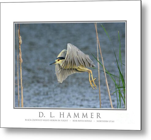 Bird Metal Print featuring the photograph Black-crowned Night-Heron in Flight by Dennis Hammer