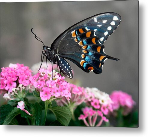 Butterfly Metal Print featuring the photograph Black Swallowtail Butterfly by David and Carol Kelly