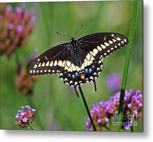 Black Swallowtail Metal Print featuring the photograph Black Swallowtail Butterfly by Karen Adams