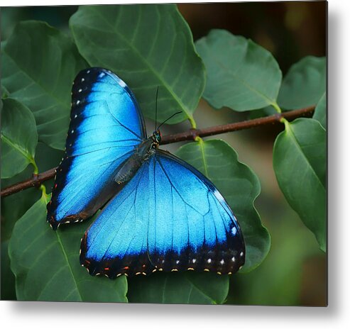 Butterfly Metal Print featuring the photograph Blue Morpho - 2 by Nikolyn McDonald