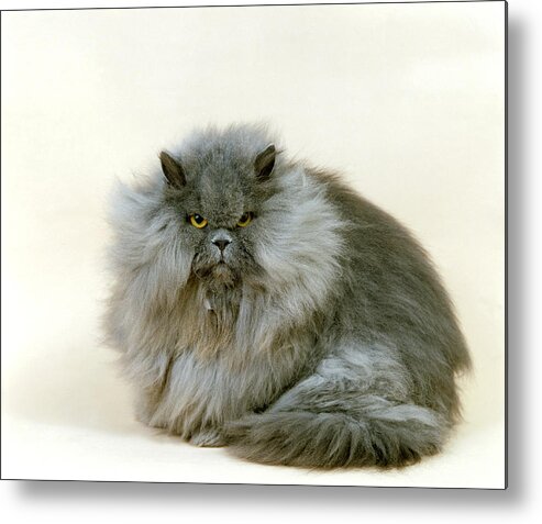Adult Metal Print featuring the photograph Blue Persian Domestic Cat by Gerard Lacz