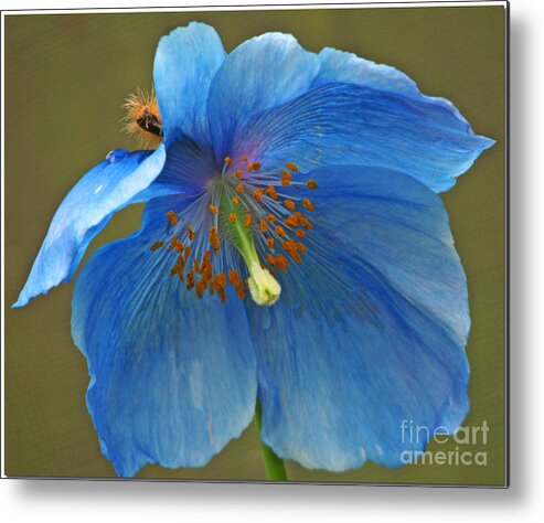 Rhododendron Species Foundation Metal Print featuring the photograph Blue Poppy by Chris Anderson