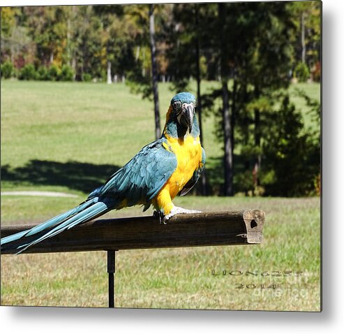 Bird Metal Print featuring the photograph Blue Throat Macaw by Melissa Messick