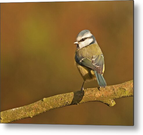 Blue Tit Metal Print featuring the photograph Blue Tit by Paul Scoullar