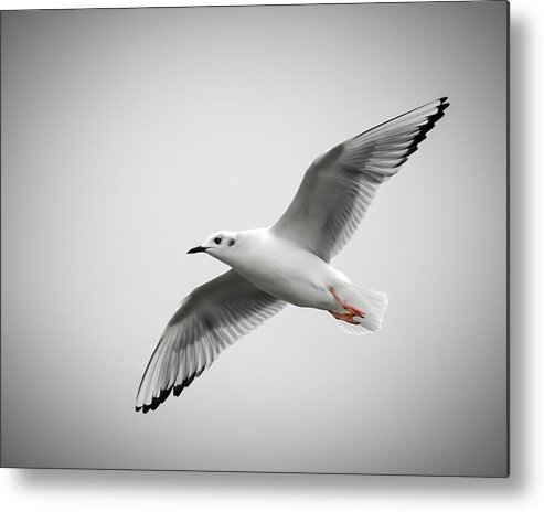 Bonaparte Metal Print featuring the photograph Bonaparte Gull by James Barber