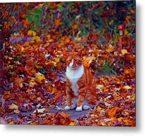 Cat Metal Print featuring the photograph Boots in the leaves by Andy Lawless