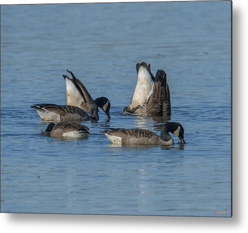 Marsh Metal Print featuring the photograph Bottoms Up-Canada Geese Feeding on Bay Bottom DWF119 by Gerry Gantt