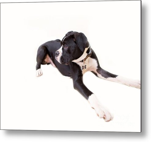 Boxer Metal Print featuring the photograph Boxer Boy 1 by Rebecca Cozart