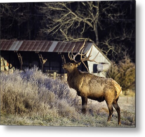 Bull Elk Metal Print featuring the photograph Boxley Stud at Clark Pond by Michael Dougherty