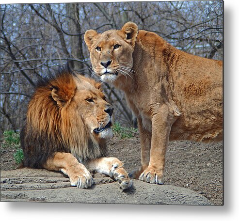 Wildlife Metal Print featuring the photograph Brother and Sister Wil 146 by Gordon Sarti