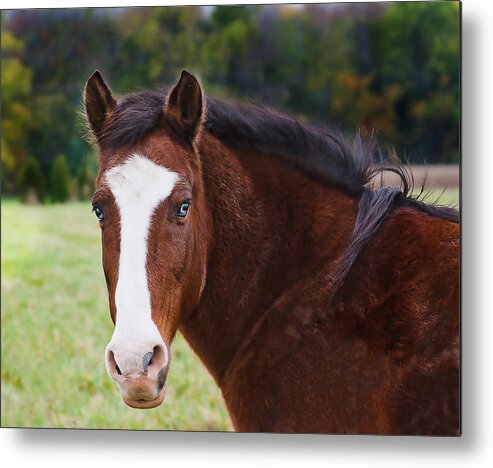 Landscape Metal Print featuring the photograph Brown Horse-Blue Eyes by Virginia Folkman