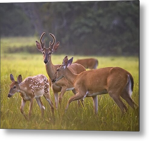 White Tail Deer Metal Print featuring the photograph Buck and Doe and Fawn at Sunset by Michael Dougherty