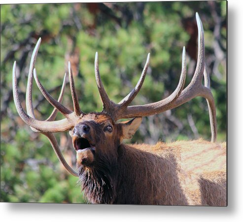 Elk Metal Print featuring the photograph Bugling Bull by Shane Bechler