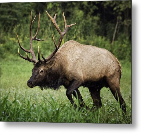 Bull Elk Metal Print featuring the photograph Bull Elk Charging by Michael Dougherty
