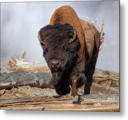 Bison Near The Mud Volcano. Hayden Valley Metal Print featuring the photograph Bull Strut by James Anderson