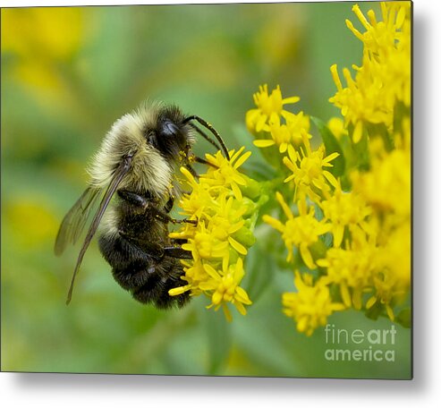 Bumble Metal Print featuring the photograph Bumble Bee by Mark Miller