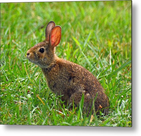 Bunny Metal Print featuring the photograph Bunny by Kerri Farley