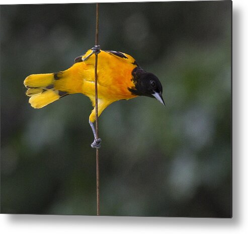 Baltimore Oriole Metal Print featuring the photograph Busted by Eric Mace