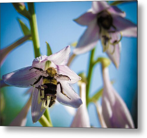 Bee Metal Print featuring the photograph Busy Bee by Brian Caldwell