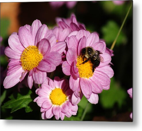 Bee Metal Print featuring the photograph Busy Bee by Margie Avellino