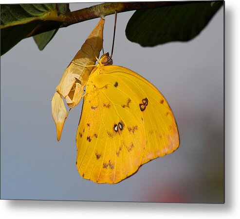 Butterfly Metal Print featuring the photograph Butrterfly by Dart Humeston