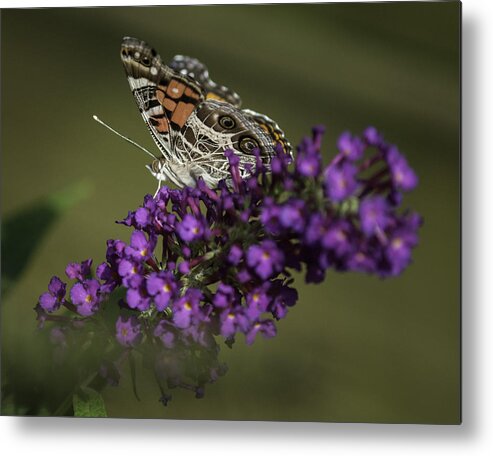 Butterflys Metal Print featuring the photograph Butterfly 0001 by Donald Brown