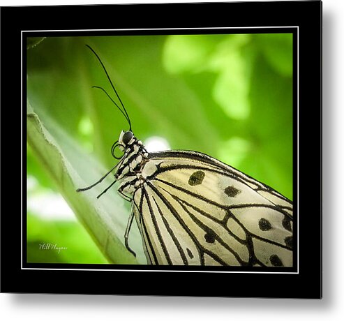 Butterfly Metal Print featuring the photograph Butterfly 2 by Will Wagner