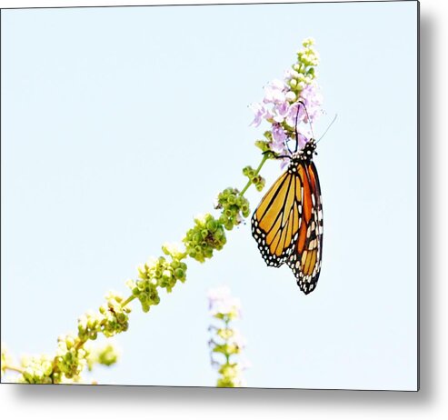 Butterflies Metal Print featuring the photograph Butterfly Kisses by Marcia Breznay