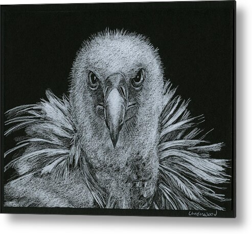Nature Metal Print featuring the drawing Buzzard by William Underwood
