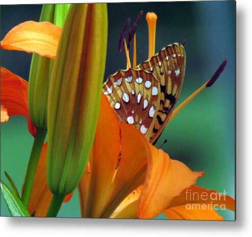 Garden Metal Print featuring the photograph Camouflage by Lili Feinstein