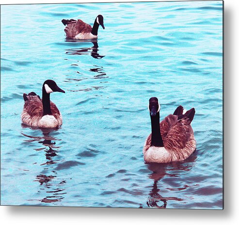 Goose Metal Print featuring the photograph Canada eh by Sheryl Burns