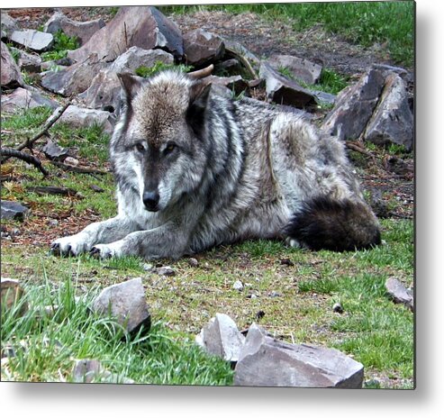 Wildlife Metal Print featuring the photograph Captured by Time by Pamela Peters