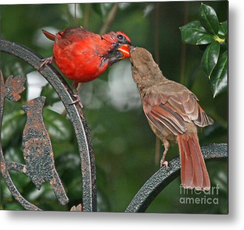 Red Cardinal Metal Print featuring the photograph Cardinal Love Photo by Luana K Perez