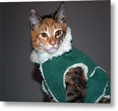 Cat Metal Print featuring the photograph Cat in Patrick's Coat by Tikvah's Hope