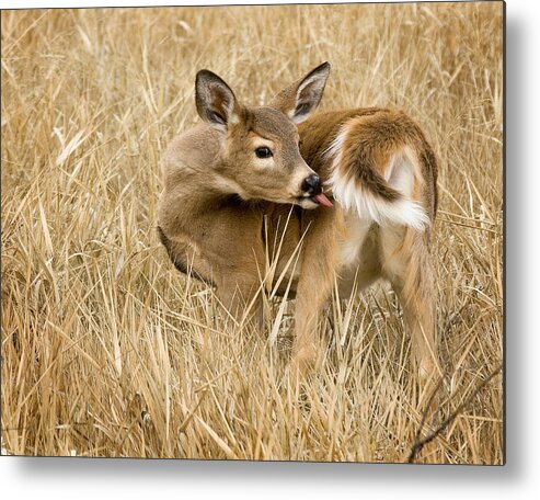 Whitetail Metal Print featuring the photograph Caught In The Act by Paul DeRocker