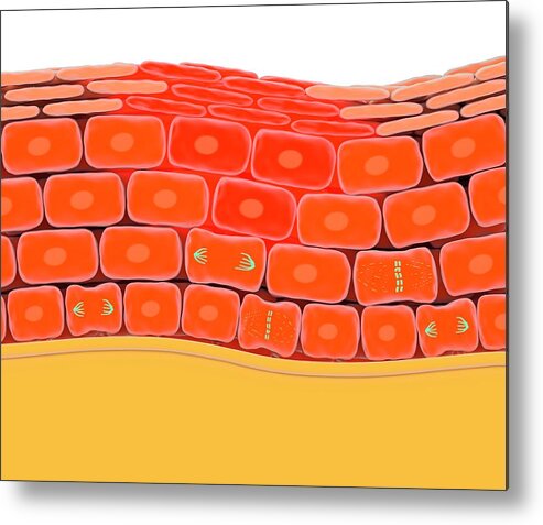 Cell Metal Print featuring the photograph Cell Division During Skin Wound Repair by Science Photo Library