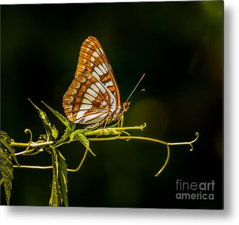 Butterfly Metal Print featuring the photograph Checkerspot Butterfly by Janis Knight