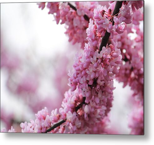 Cherry Blossoms Metal Print featuring the photograph Cherry Blossom by Angela Murdock