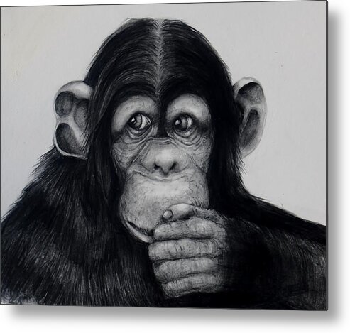 Chimp Metal Print featuring the drawing Chimp by Jean Cormier