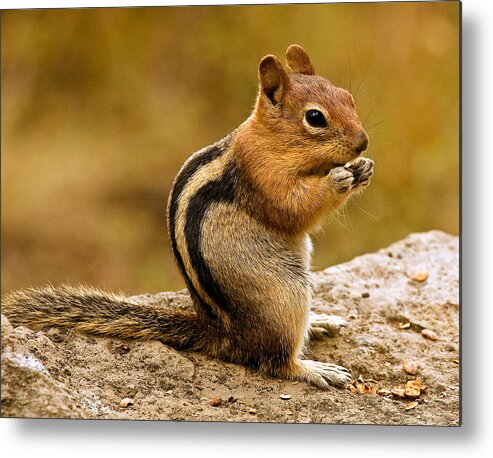 Oregon Metal Print featuring the photograph Chipmunk by Jean Noren