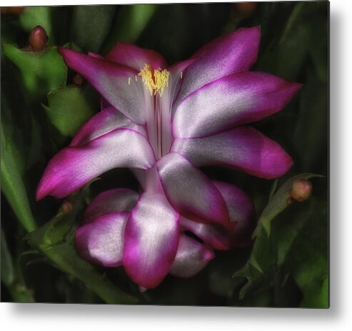 Flower Metal Print featuring the photograph Christmas Cactus by Michael Newberry