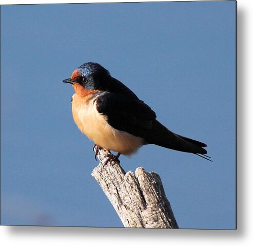 Cliff Swallow Bird Metal Print featuring the photograph Cliff Swallow by John Dart