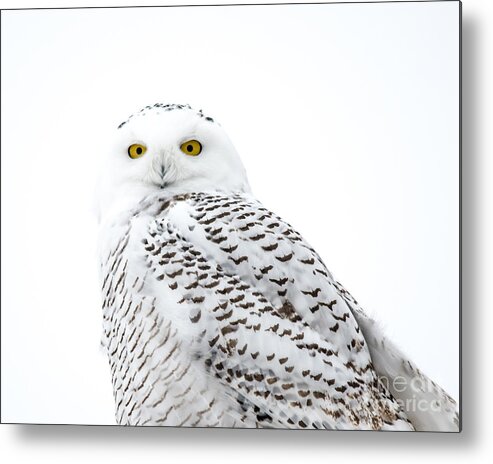 Field Metal Print featuring the photograph Close Up Snowy by Cheryl Baxter