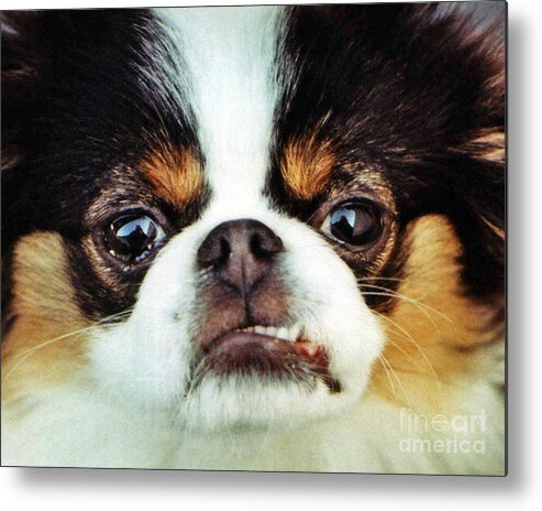 Japanese Chins Metal Print featuring the photograph Closeup of a Japanese Chin Dog by Jim Fitzpatrick