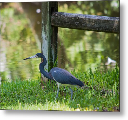 Susan Molnar Metal Print featuring the photograph Cobalt and Indigo by Susan Molnar