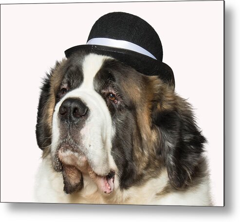 Wall Art Metal Print featuring the photograph Cole the St Bernard by Ron Roberts