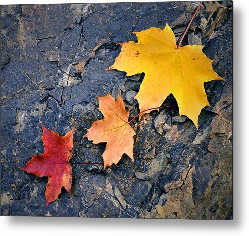 Outdoor Metal Print featuring the photograph Colored Maple Leaf On Stone by Jozef Jankola