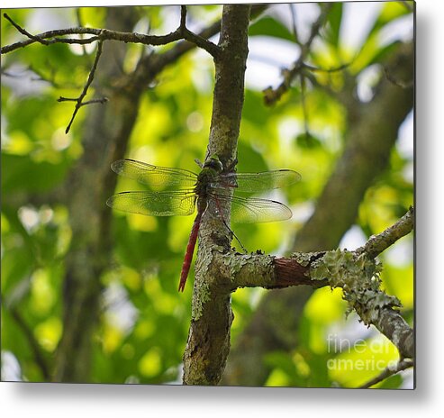 Darner Dragonfly Metal Print featuring the photograph Colorful Comet by Al Powell Photography USA