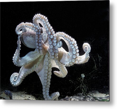 Common Octopus Metal Print featuring the photograph Common Octopus by Jean-Michel Labat