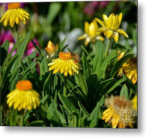 Flower Metal Print featuring the photograph Coneflowers and Friend by Carol Bradley